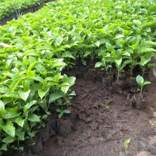 Passion fruits nursery bed established by the youths