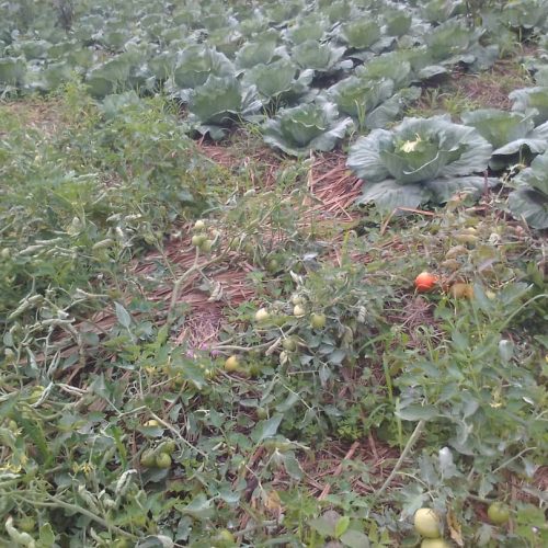 Youths' cabbages and Tomato field