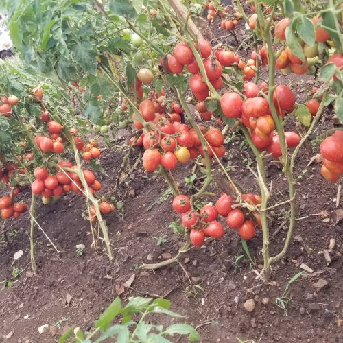 Youths tomato demo